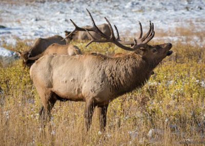 Colorado Bull Elk With harem Rocky Mountain National Park
