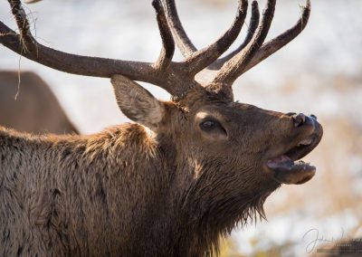 Colorado Bull Elk Bugling During Rutting Season Rocky Mountain National Park