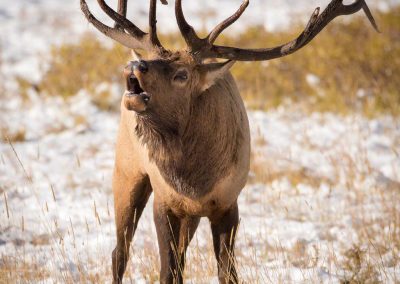 Colorado Bull Elk Bugling in Rutting Season Beaver Meadows Rocky Mountain National Park