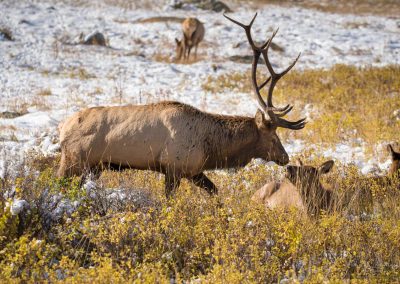 Colorado Bull Elk with his harem in Rocky Mountain National Park