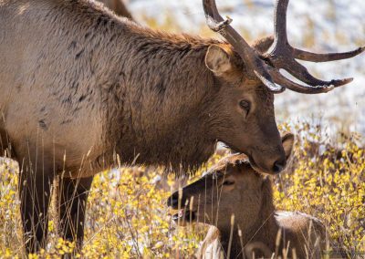 Colorado Bull Elk watching over Cow in Rocky Mountain National Park