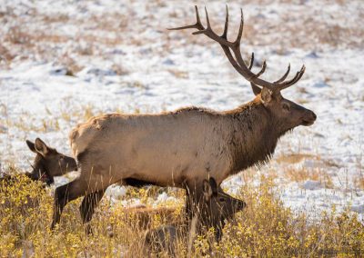 Colorado Bull Elk watching over his harem in Rocky Mountain National Park