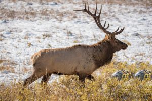 Colorado Bull Elk in Rocky Mountain National Park