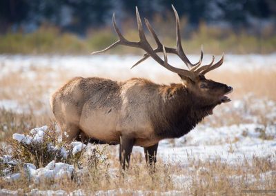 Colorado Bull Elk Snowy Autumn Rocky Mountain National Park