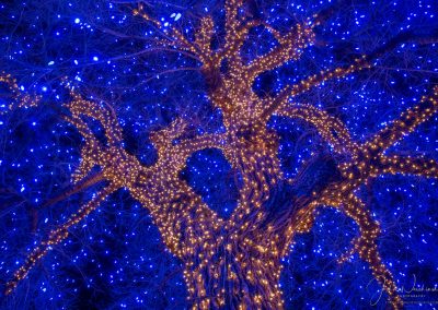 Oak Tree Decorated in Downtown Castle Rock CO with Christmas Lights