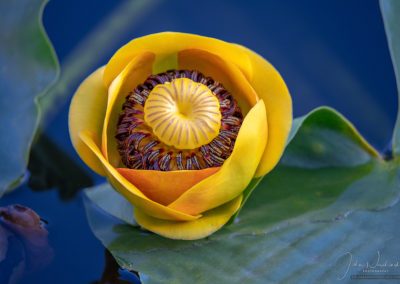 Yellow Pond Lily on Cub Lake RMNP