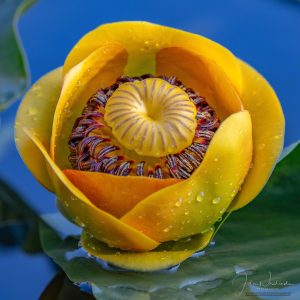 Photo of Yellow Pond Lily Flower in Cub Lake RMNP