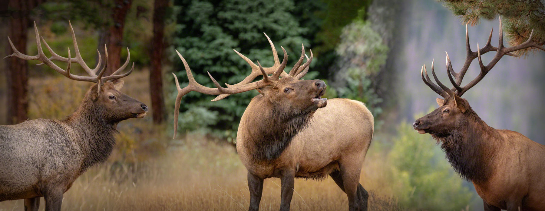 Photos of Colorado Elk Rocky Mountain National Park