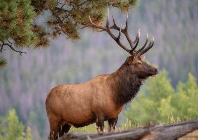 Beautiful Bull Elk Showing Dominance