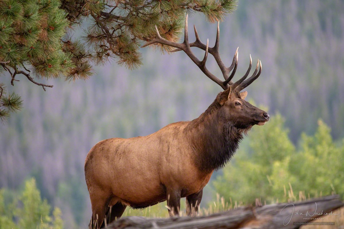Rocky Mountain Bull Elk Rocky Mountain Bull Elk