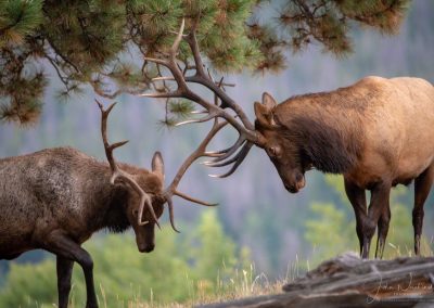 Juvenile and Mature Bull Elk Locking Horns