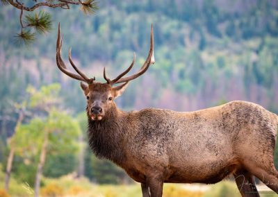 Juvenile Bull Elk