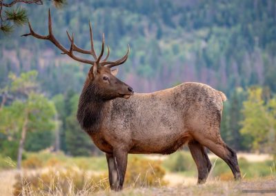 Juvenile Bull Elk in Meadow