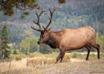 Mature Bull Elk Charging Down Hill at Juvenile Bull Elk