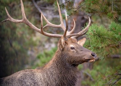 Close Up Photo of Younger Bull Elk