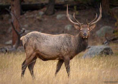 Juvenile Bull Elk in Meadow