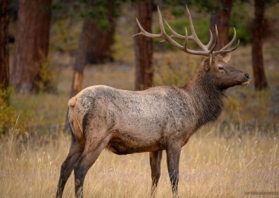 Bull Elk in Meadow Listens for other Bulls Bugling