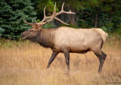 Mature Bull Elk Crossing Meadow