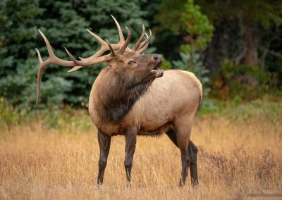 Mature Bull Elk Bugling