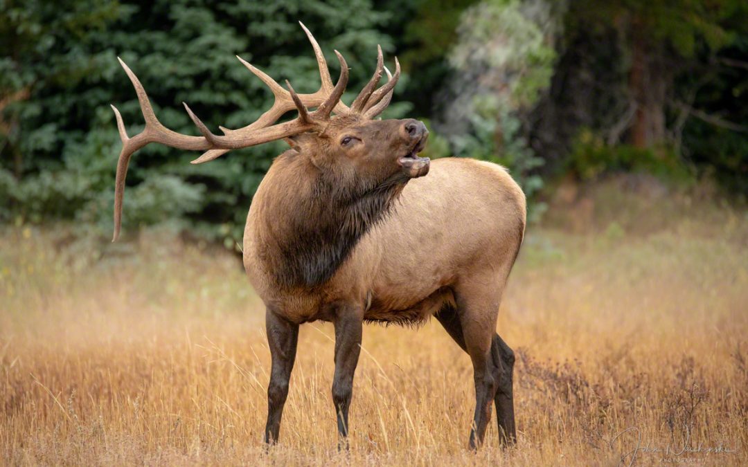 Photos of Colorado Elk Rocky Mountain National Park