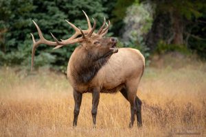 Bugling Elk in Meadow