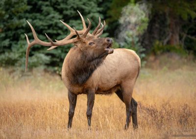 Bugling Elk in Meadow