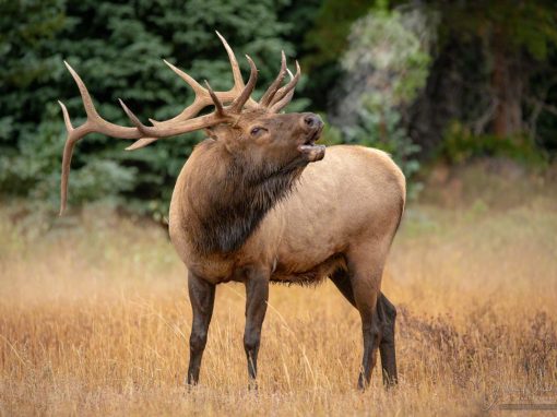 Photos of Colorado Elk Rocky Mountain National Park