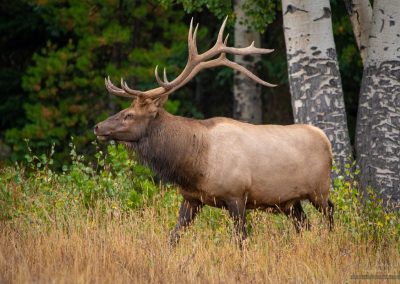 Beautiful Bull Elk Crossing a Meadow