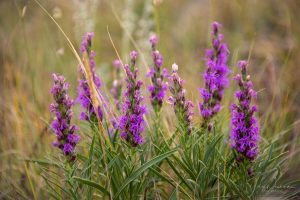 Photo of Colorado Gayfeather Flowers - Liatris punctata