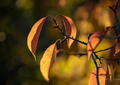 Close up of Fall Colors - Morning Light in Castle Rock Colorado