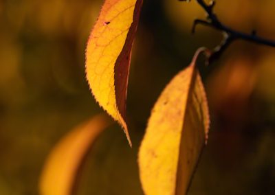 Vertical Photo of Fall Colors - Morning Light in Castle Rock Colorado
