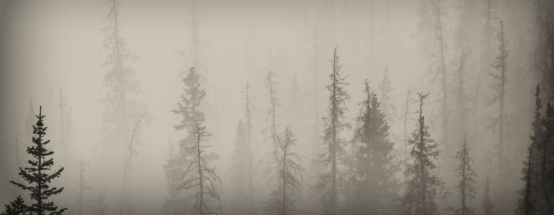 Photos of Colorado Pine Trees in Rolling Fog at Rocky Mountain National Park