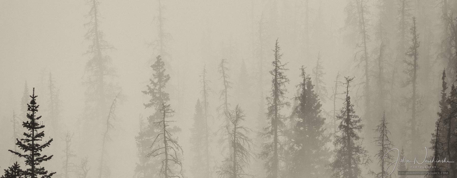 Photos of Colorado Pine Trees in Rolling Fog at Rocky Mountain National Park