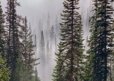 Photo of Colorado Forest in Mist and Rolling Fog Rocky Mountain National Park