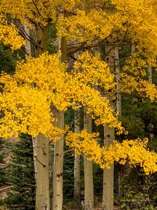 Photo of Strand of Golden Aspen Trees Rocky Mountain National Park Colorado
