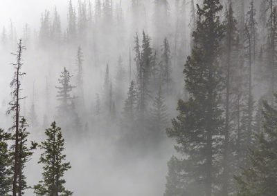 Photo of Colorado Pine Trees in Fog at Rocky Mountain National Park