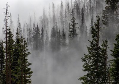 Colorado Pine Trees in Fog at Rocky Mountain National Park