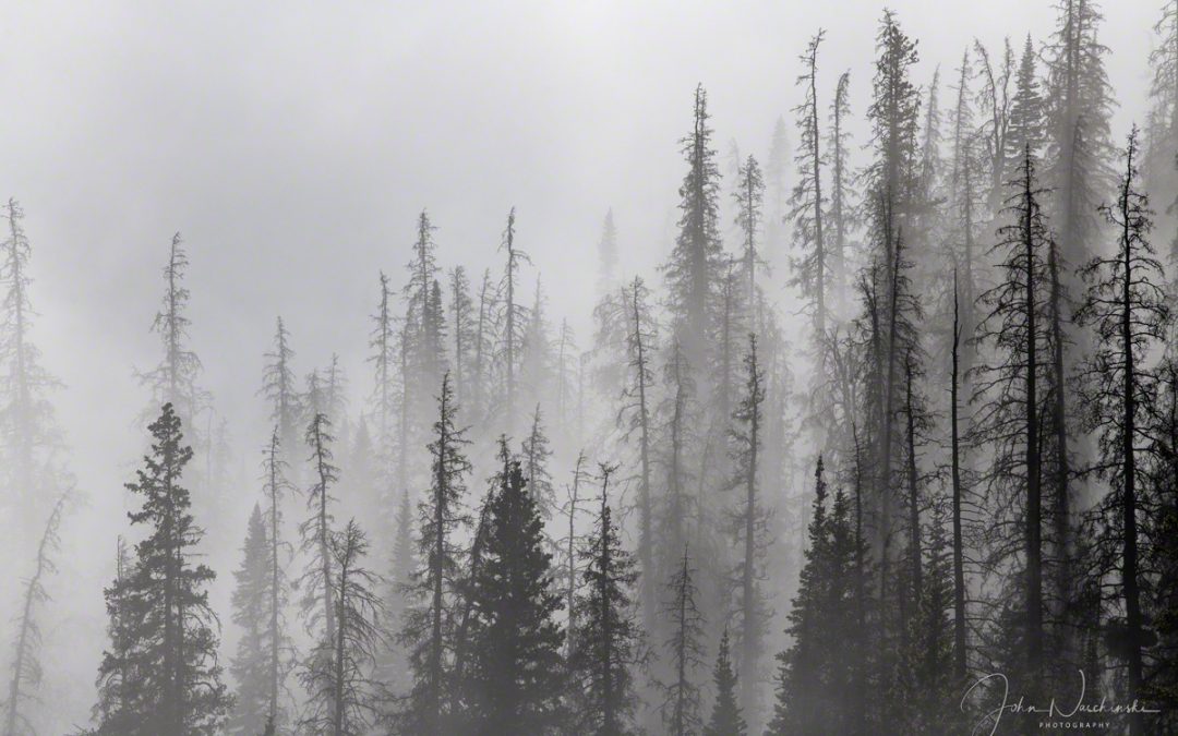 Photos of Colorado Rocky Mountain National Park Pine Forest in Mist & Fog