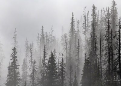 Photos of Colorado Rocky Mountain National Park Pine Forest in Mist & Fog