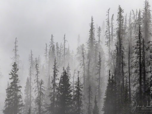 Photos of Colorado Rocky Mountain National Park Pine Forest in Mist & Fog