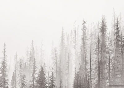 Magical Forest in Mist and Fog Rocky Mountain National Park Colorado