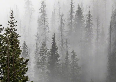 Vertical Photo of Magical Forest in Mist and Fog Rocky Mountain National Park Colorado