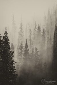 Vertical B&W Photo of Magical Forest in Mist and Fog Rocky Mountain National Park Colorado
