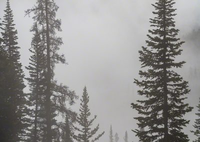 Vertical Photo of Colorado Forest in Mist and Fog Rocky Mountain National Park