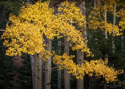 RMNP Colorado Aspen Tree Fall Colors