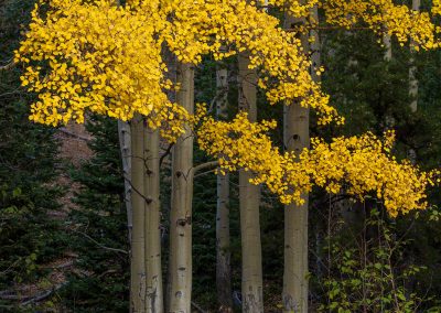 Vertical RMNP Colorado Aspen Tree Fall Colors