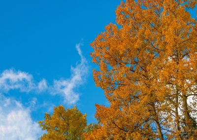 Orange and Yellow Colorado Aspen Trees Against Blue Sky