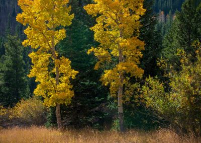 Photo of Two Yellow Colorado Aspen Trees in Pine Forest