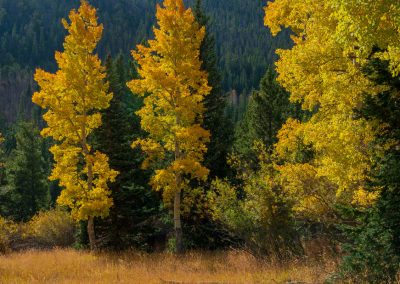 Photo of Yellow Colorado Aspen Trees in Pine Forest Set Against Blue Skies