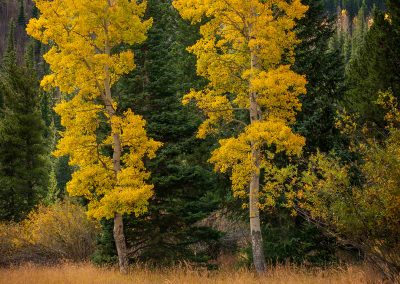 Photo of Golden Yellow Colorado Aspen Trees in Pine Forest